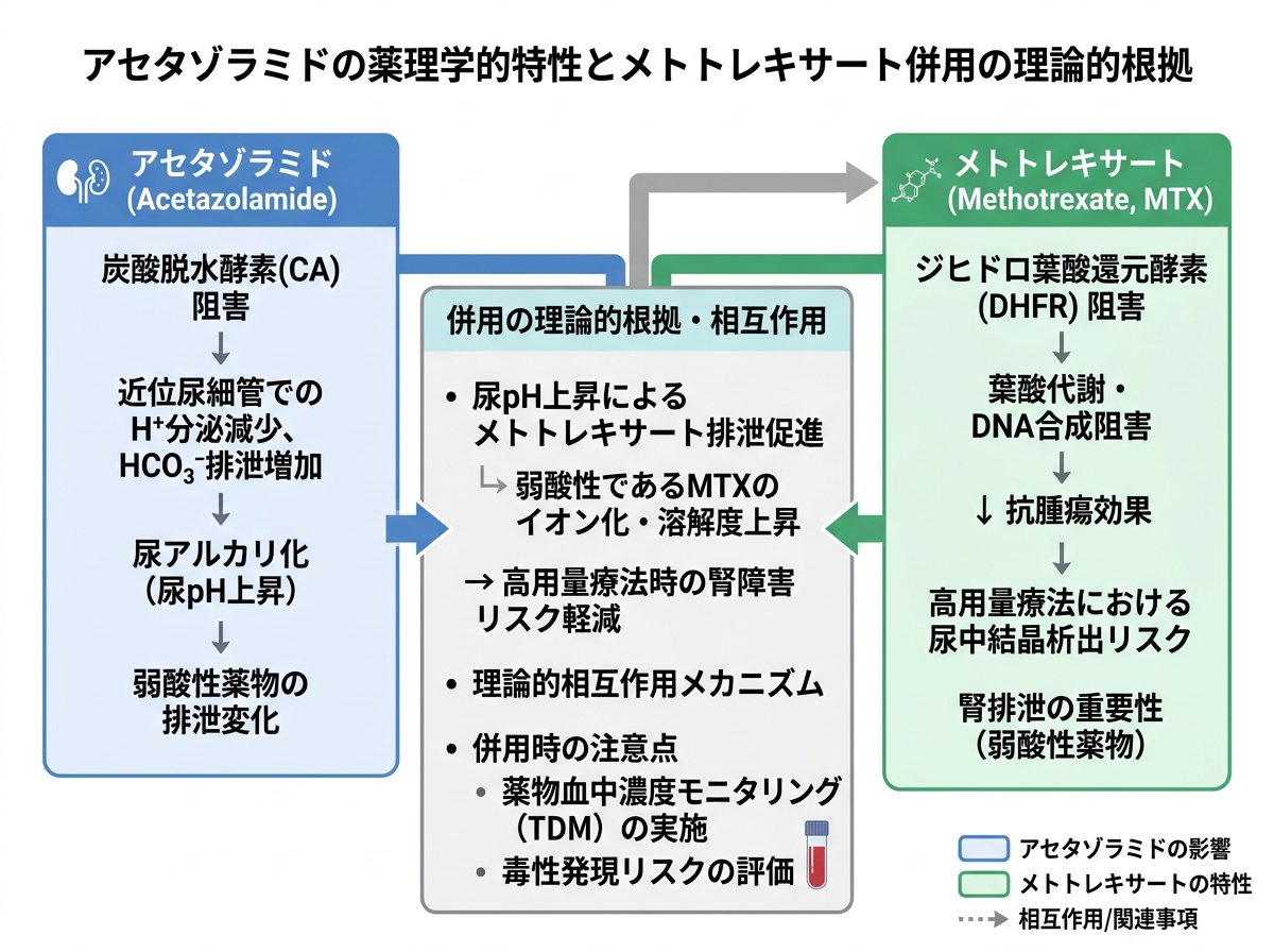 アセタゾラミドの薬理学的特性とメトトレキサート併用の理論的根拠
