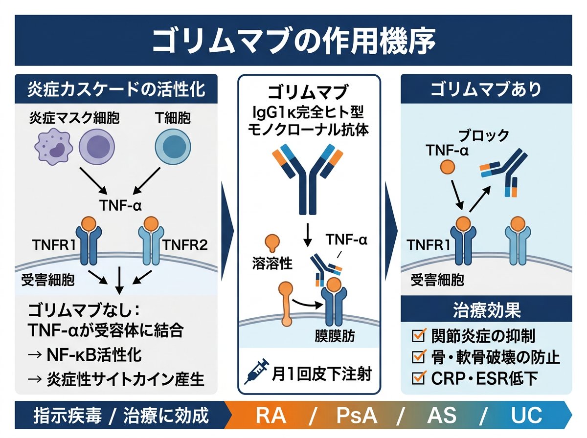 ゴリムマブの作用機序と特徴的な効果