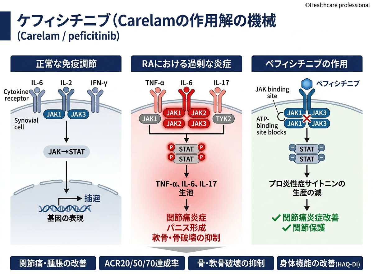 ケアラムの作用機序と関節リウマチへの効果