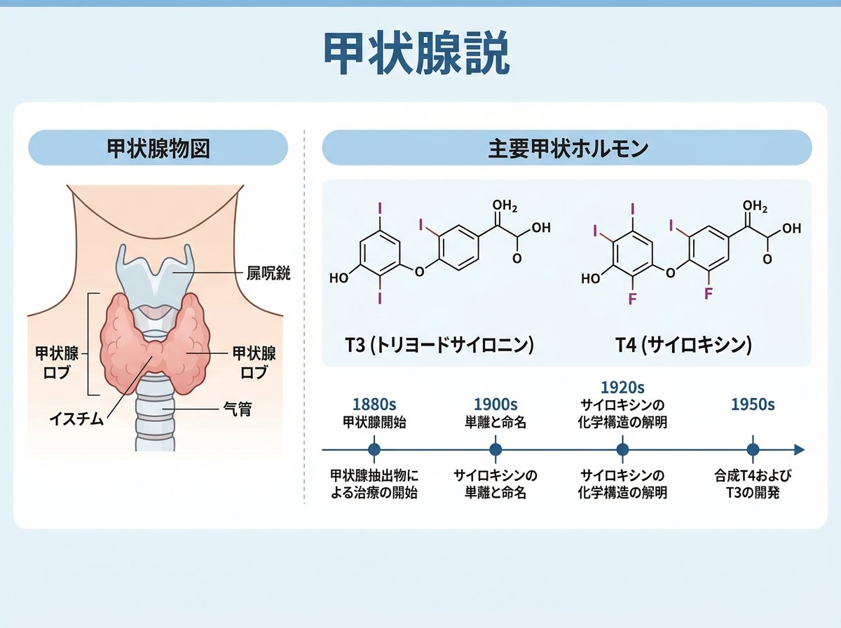 甲状腺ホルモンT3とT4の基本構造と発見の歴史